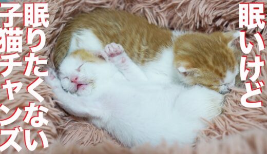 保護預り子猫、睡魔との闘いで驚異の粘りを見せる