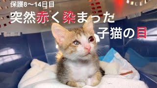 [沖縄保護猫]兄弟子猫保護8〜14日目。失明の危機。突然目が赤く染まったミロ。