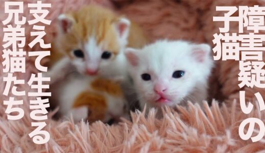 脳障害疑いの保護子猫、兄弟猫に支えられて生き抜く The challenged kitten and his brother kittens