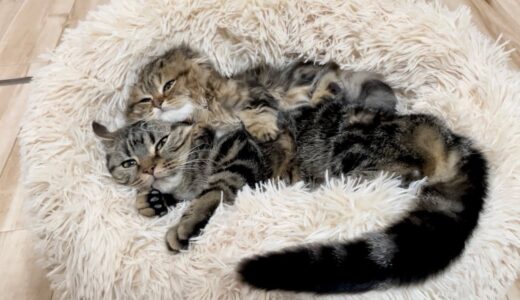 先住猫と新入り子猫にふかふかベッドをプレゼントしたら一瞬でダメになってこうなりましたw