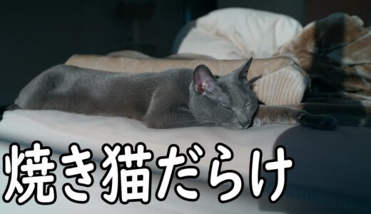猫達のモーニングルーティン【休日版】
