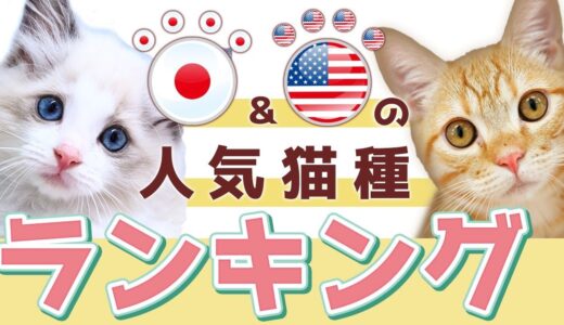 日本とアメリカの人気「猫種ランキング」を比べたら意外な結果に！現役猫ブリーダーが解説！