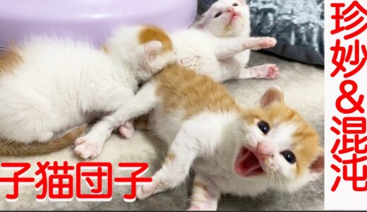 保護子猫3兄弟、禁断の猫団子を解禁する Three resucued kittens cuddling