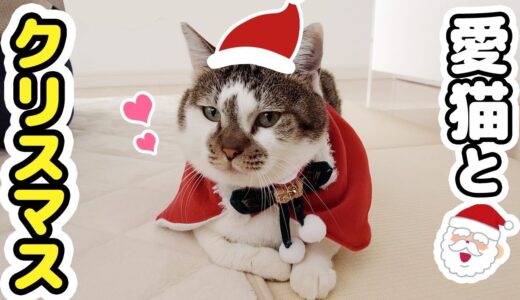 愛猫とはじめてのクリスマスを楽しんでみた