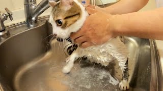 シャンプー嫌いな猫をアワアワにして洗ったら聞いた事ない声で鳴きました。
