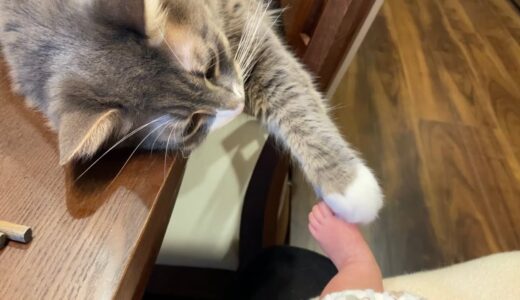 赤ちゃんの足を触り、足で触られる猫　ノルウェージャンフォレストキャットA cat touching a baby’s paw. Norwegian Forest Cat.
