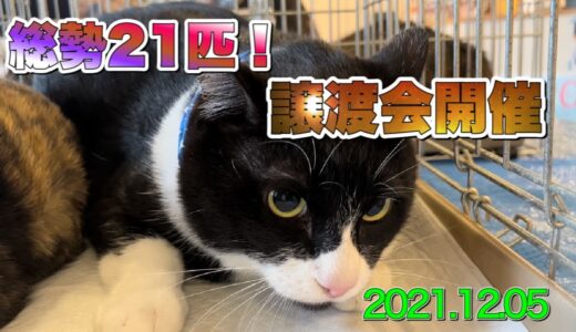 総勢21匹！譲渡会の様子！【Japanese cat adoption event】