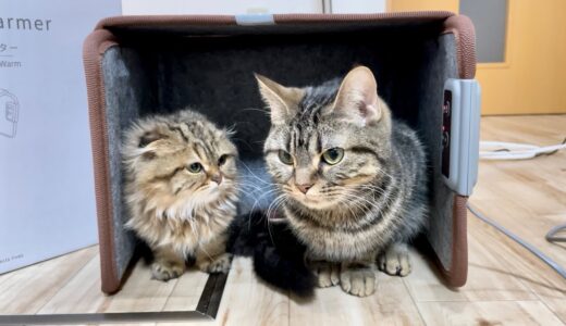 先住猫と新入り子猫にパネルヒーターをプレゼントしたら暖かすぎて出られなくなりましたw