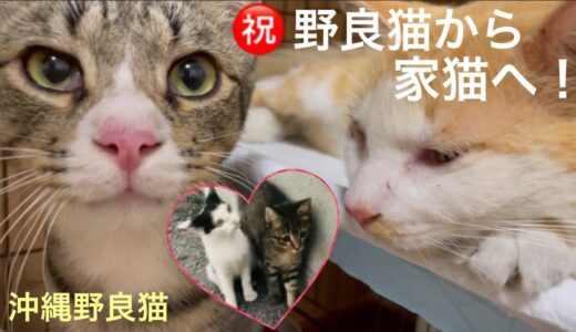 [沖縄野良猫][飼い主さん決定]野良猫から家猫へ！㊗️ロン・トラちゃん・小トラちゃんと仲良しだった子猫[里親募集中]のり。