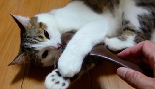 【猫とネコ】ブラシが好きな猫の行動は• • •！Healed by the behavior of cats who like brushes