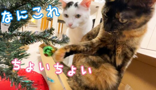 猫たちとクリスマスの準備をします！