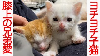 障害疑いの子猫、兄弟子猫と膝上で兄弟愛を見せる The rescued kittens' brotherhood
