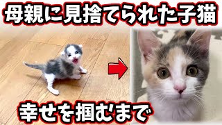 【子猫　保護猫】生後3日の子猫を保護　あるみちゃんダイジェスト