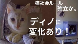 [沖縄里親募集中]のり、グレ、ミロ・ゲン[沖縄保護猫]#29 ぼろぼろガリガリだった元野良猫ディノに変化あり！ディノとのりの間に猫社会ルール確立か。