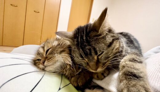 先住猫と子猫と添い寝したらお互い幸せすぎてこうなりましたw