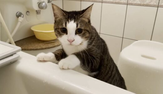 風呂に入っているお父さんが心配で様子を伺いに来る猫
