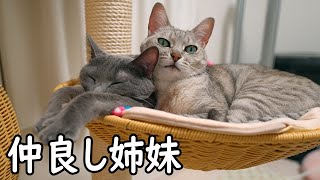 寒くて引っ付いて眠る姉妹猫のポーズが可愛すぎるので見て