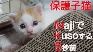 保護子猫、MajiでKusoする5秒前（MK5）