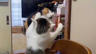 猫がポカスカ。/Cat fight