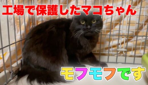 【家猫訓練】工場に住み着いていた成猫を保護してその後の様子【Rescued cat】