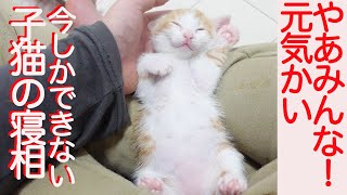 膝上大好き保護子猫、今しかできない寝相を披露する The rescued kitten funny posture in my palm