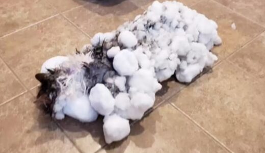 庭で凍っていた猫。雪に覆われて瀕死の状態だった猫の救出【動物 感動】