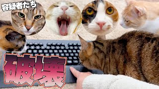 【逮捕】この中にキーボードを壊した猫がいます