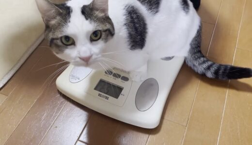 太っている猫と噂される豆大福の体重を測ってみました