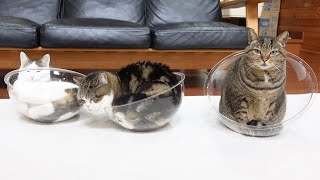 たくさんの透明ボウルとねこ。-Many clear bowls and Cats.-