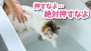お風呂に慣れる特訓をしていたらまさかの展開が…！【おしゃべりする猫】