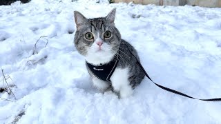 生まれて初めて雪の中を散歩した猫がとんでもないことになりました…