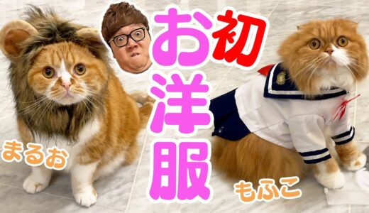 【コスプレ猫】まるお&もふこ、初めてのお洋服【ねこ】【ヒカキンTV】