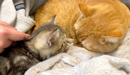 着る毛布を出したら猫たちが集まって幸せ空間が誕生しました！