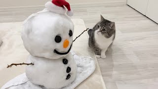 部屋に雪だるまが置いてあったらビビりな猫がこうなりました…笑