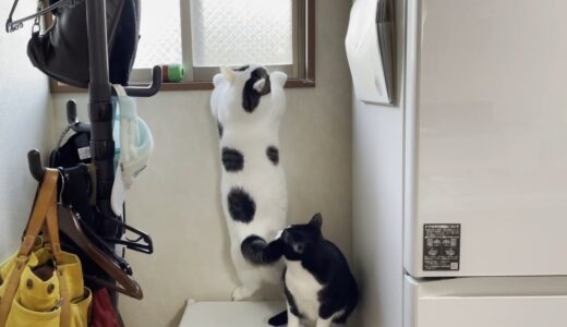 「冷蔵庫に登れなくなった」猫の訴えを無視した結果・・・