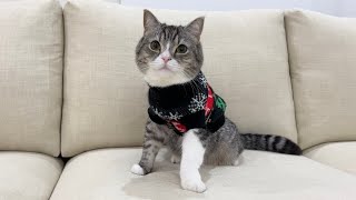 寒がりな猫にセーターをあげたら気に入っててかわいすぎたw
