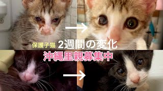 [沖縄里親募集中][沖縄保護猫]2週間の変化がすごい！猫風邪を乗り越えて超絶かわいい仲良し兄弟の成長記録。