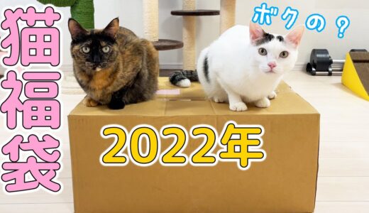 2022年！猫用福袋を猫たちと開封します！