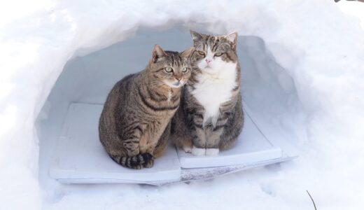 かまくらとねこ。-Snow igloo and Cats.-