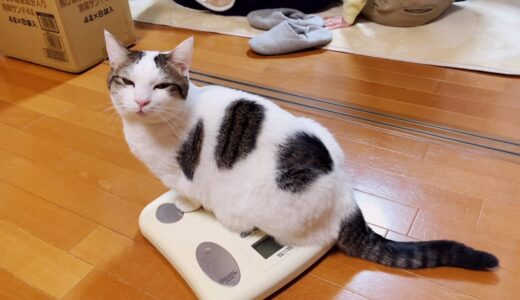 体重測定から1ヶ月、ダイエットを頑張った猫の体重は？