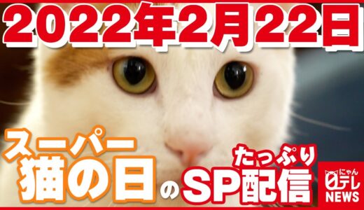 【猫の日】猫のニュースだけをたっぷりとお届け！スーパー猫の日のスペシャル配信