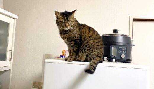 冷蔵庫に登る行儀が悪い凶暴猫を怯まずに叱った結果...
