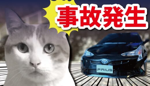 【悲報】先住猫、車に轢かれる【おしゃべりする猫】
