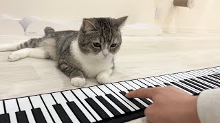猫にピアノを教えてみたら初見でまさかのこうなりました笑