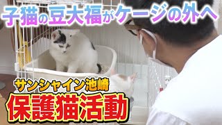 【保護猫活動】サンシャイン池崎！子猫の豆大福がケージの外へ