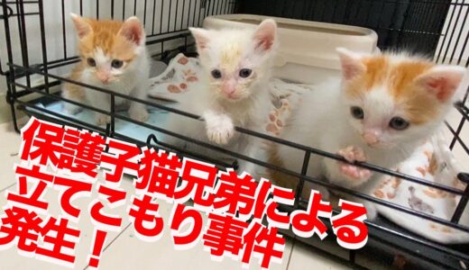【遅報】ちび保護子猫3兄弟によるトイレ立てこもり事件発生 The kittens was holding up in their cage