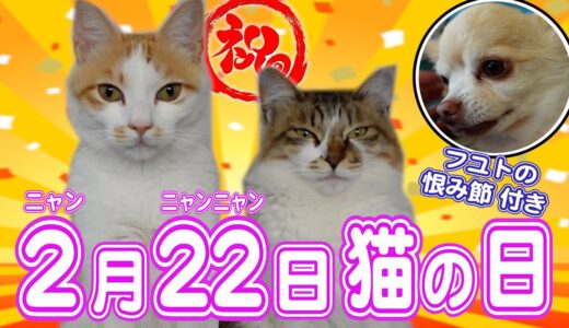 ２月２２日はニャンニャンニャン！〜猫の日を坂上家ニャンコ軍団と祝おう！〜
