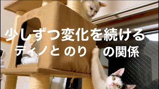[沖縄保護猫]#31 ぼろぼろガリガリだった元野良猫ディノと、のり。日々変化を続ける関係性に目が離せない。のりが良い子すぎて泣ける。