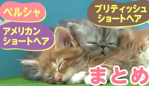 【アメリカンショートヘア】【ブリティッシュショートヘア】【ペルシャ】　猫ちゃんのまとめ動画　かわいい　子猫