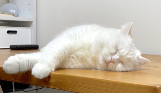 寝ている猫に「ごはん！」と言うとこうなります…！笑